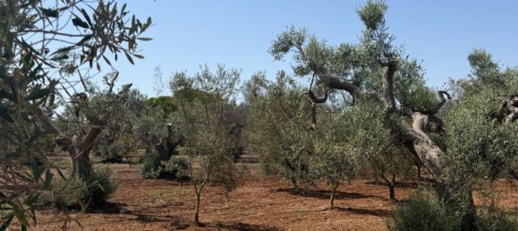Terreno en San Vito dei Normanni, Italy No. 326563 7