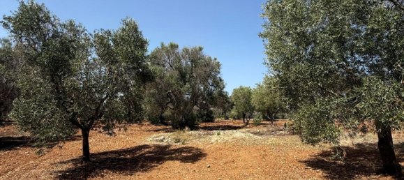 Terreno en San Vito dei Normanni, Italy No. 326563 17