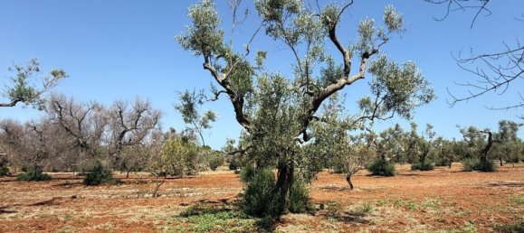 Terreno en San Vito dei Normanni, Italy No. 326563 28