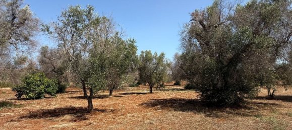 Terreno en San Vito dei Normanni, Italy No. 326563 24