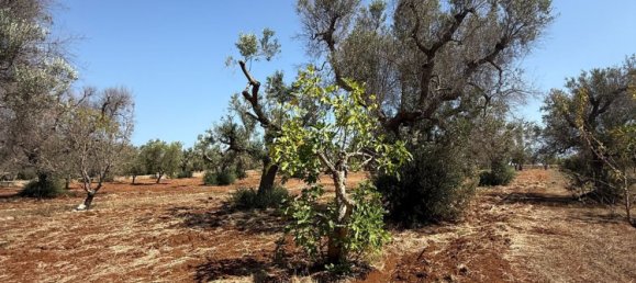 Terreno en San Vito dei Normanni, Italy No. 326563 25