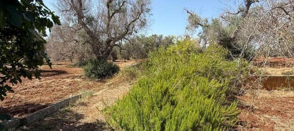 Terreno en San Vito dei Normanni, Italy No. 326563 13