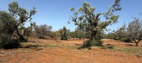 Terreno en San Vito dei Normanni, Italy No. 326563 30