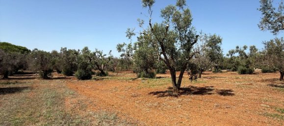 Terreno en San Vito dei Normanni, Italy No. 326563 33