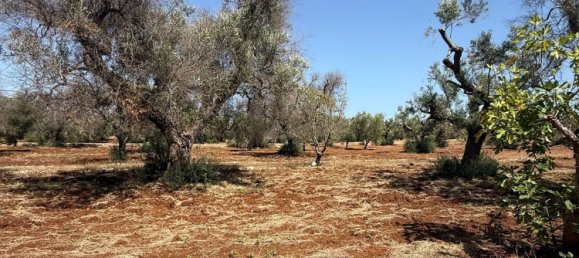 Terreno en San Vito dei Normanni, Italy No. 326563 26