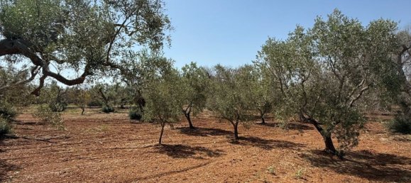 Terreno en San Vito dei Normanni, Italy No. 326563 9