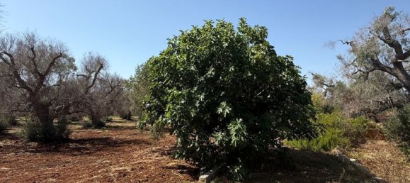 Terreno en San Vito dei Normanni, Italy No. 326563 12