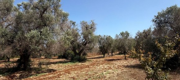 Terreno en San Vito dei Normanni, Italy No. 326563 23