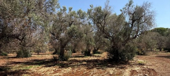 Terreno en San Vito dei Normanni, Italy No. 326563 22