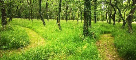 11-Zimmer Haus in Lalinde, France, Nr. 302125 5