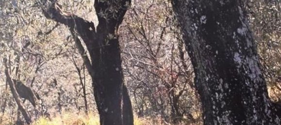 12020m² Land in Lastra a Signa, Italy No. 43635 7