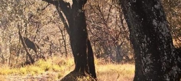 12020m² Land in Lastra a Signa, Italy No. 43635 10