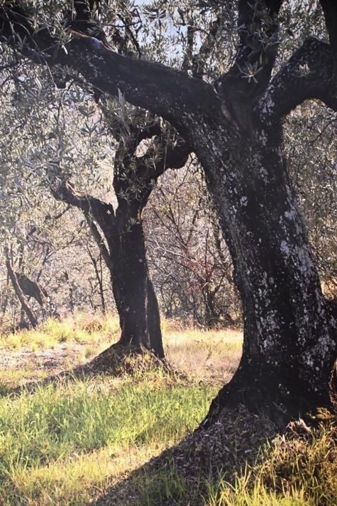 12020m² Land in Lastra a Signa, Italy No. 43635