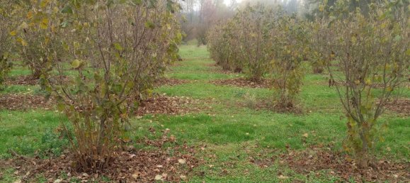 100000m² Land in Felizzano, Italy No. 255459 2