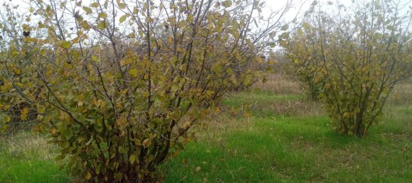 100000m² Land in Felizzano, Italy No. 255459 5