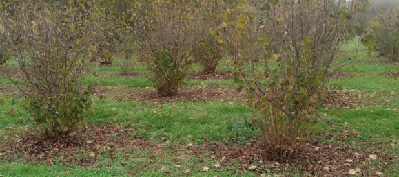 100000m² Land in Felizzano, Italy No. 255459 3