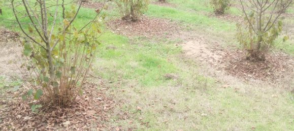 100000m² Land in Felizzano, Italy No. 255459 6