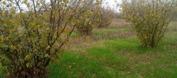 100000m² Land in Felizzano, Italy No. 255459 4