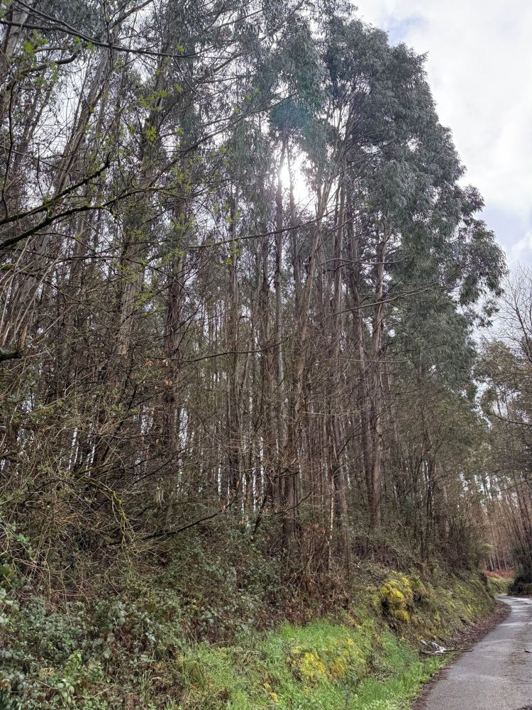 21700m² Land in Castroverde, Spain No. 20902