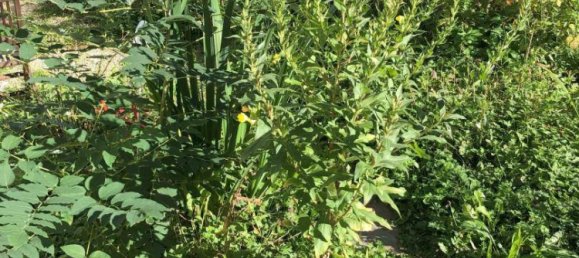 6غرفة منزل في Ybbsitz, Austria رقم 53000 20