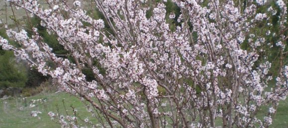  قطعة أرض في Ronda, Spain 9500000متر مربع رقم 20534 12