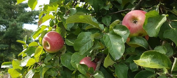 2 Schlafzimmer Gebäude in Barnim, Germany, Nr. 218194 15