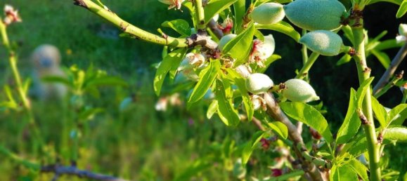 25000m² Land in Avola, Italy No. 119711 12