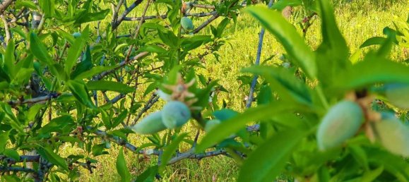 25000m² Land in Avola, Italy No. 119711 15