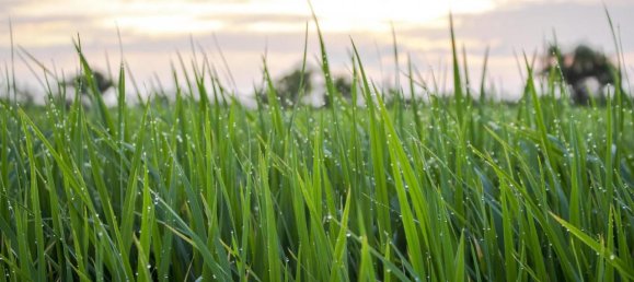 803m² Land in Castelfranco Veneto, Italy No. 2889 2