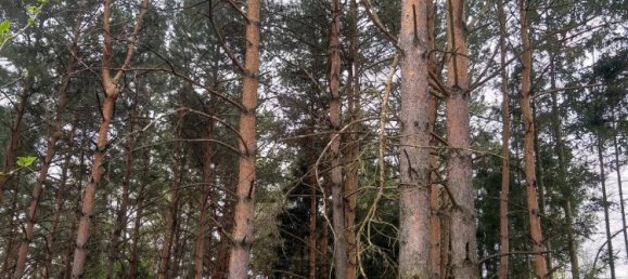 2-Zimmer Haus in Schachendorf, Austria, Nr. 149103 23