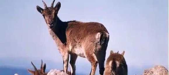 4 bedrooms Townhouse in Istan, Spain No. 144432 27