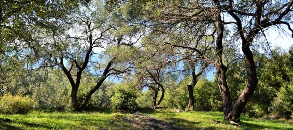 Hotel in Corfu, Greece 7606m², Nr. 4030 4