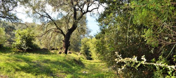 Hotel in Corfu, Greece 7606m², Nr. 4030 24