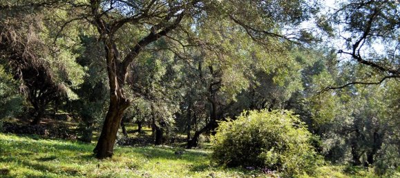 Hotel in Corfu, Greece 7606m², Nr. 4030 13