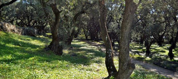 Hotel in Corfu, Greece 7606m², Nr. 4030 10