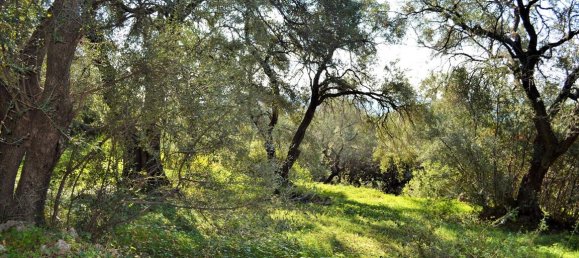 Hotel in Corfu, Greece 7606m², Nr. 4030 21