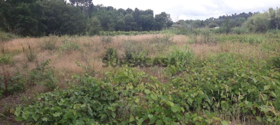 Land in Sangalhos, Portugal No. 158217 5