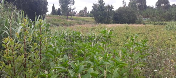 Land in Sangalhos, Portugal No. 158217 4