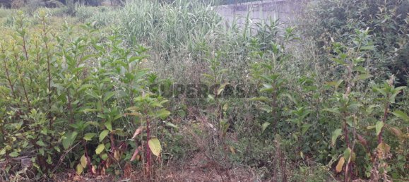 Land in Sangalhos, Portugal No. 158217 7