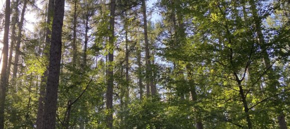  Land in Nordwestmecklenburg, Germany No. 149417 4