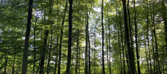  Land in Nordwestmecklenburg, Germany No. 149417 3