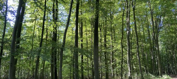  Land in Nordwestmecklenburg, Germany No. 149417 6