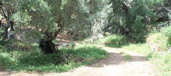 10000m² Hotel in Corfu, Greece No. 7818 3