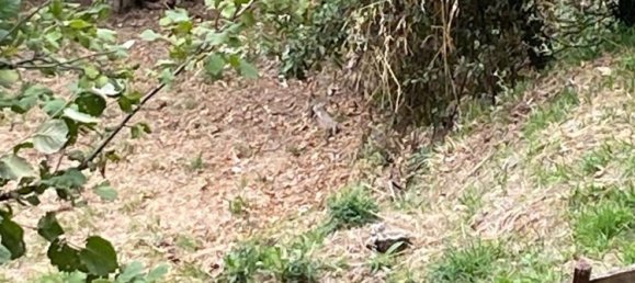 1 bedroom House in Soriano nel Cimino, Italy No. 349392 28