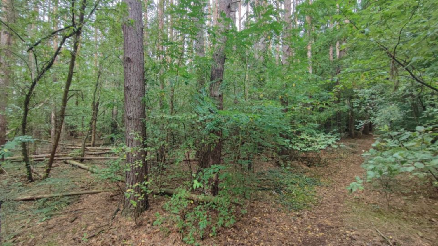  Land in Barnim, Germany No. 304863