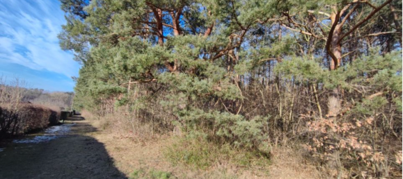  Land in Barnim, Germany No. 304863 3