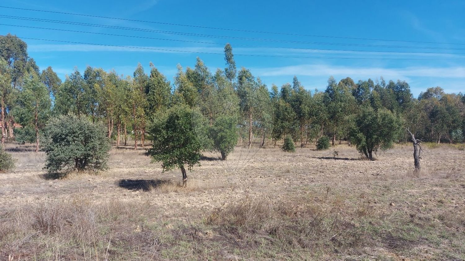 5000m² Land in Mouriscas, Portugal No. 62210