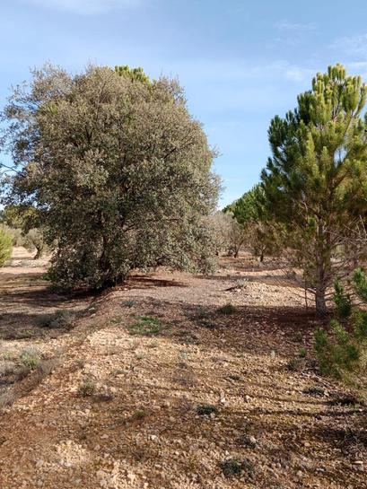  قطعة أرض في Biar, Spain 21300متر مربع رقم 147820