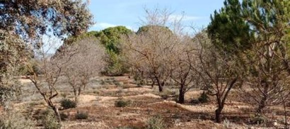  قطعة أرض في Biar, Spain 21300متر مربع رقم 147820 2