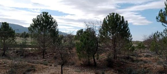  قطعة أرض في Biar, Spain 21300متر مربع رقم 147820 5